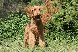 AIREDALE TERRIER 032